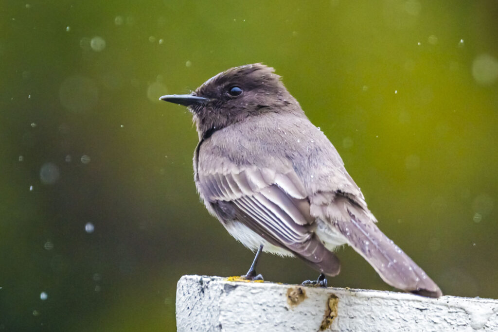 A black and white bird perches on a wooden posted, facing away from the camera. Raindrops are visible in the air around the bird. 