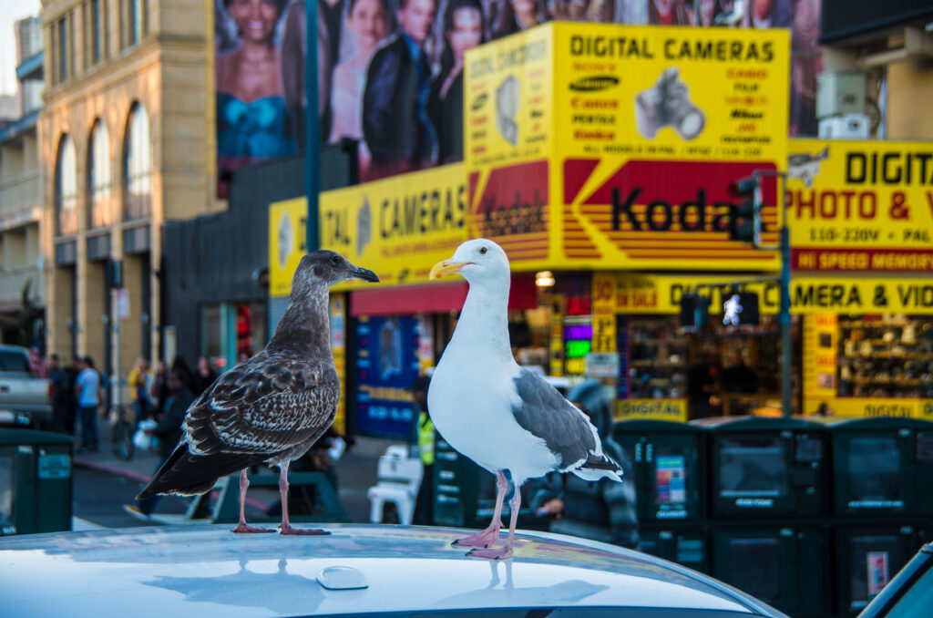 Two gulls stand on the roof of a car in front of storefronts. One gull is gray and white, while the other is dark gray-brown. 