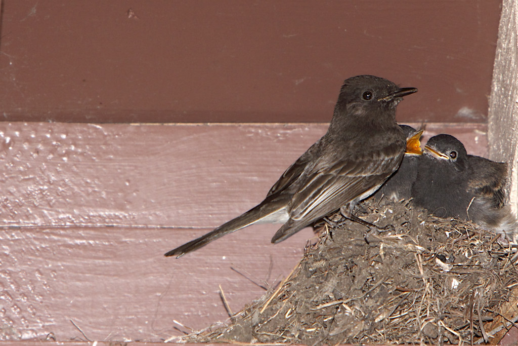 A small black and white bird perches on rim of a mud nest. The nest is placed in the corner between two walls, right below a roof. Two chicks beg for food, their mouths gaping open. 