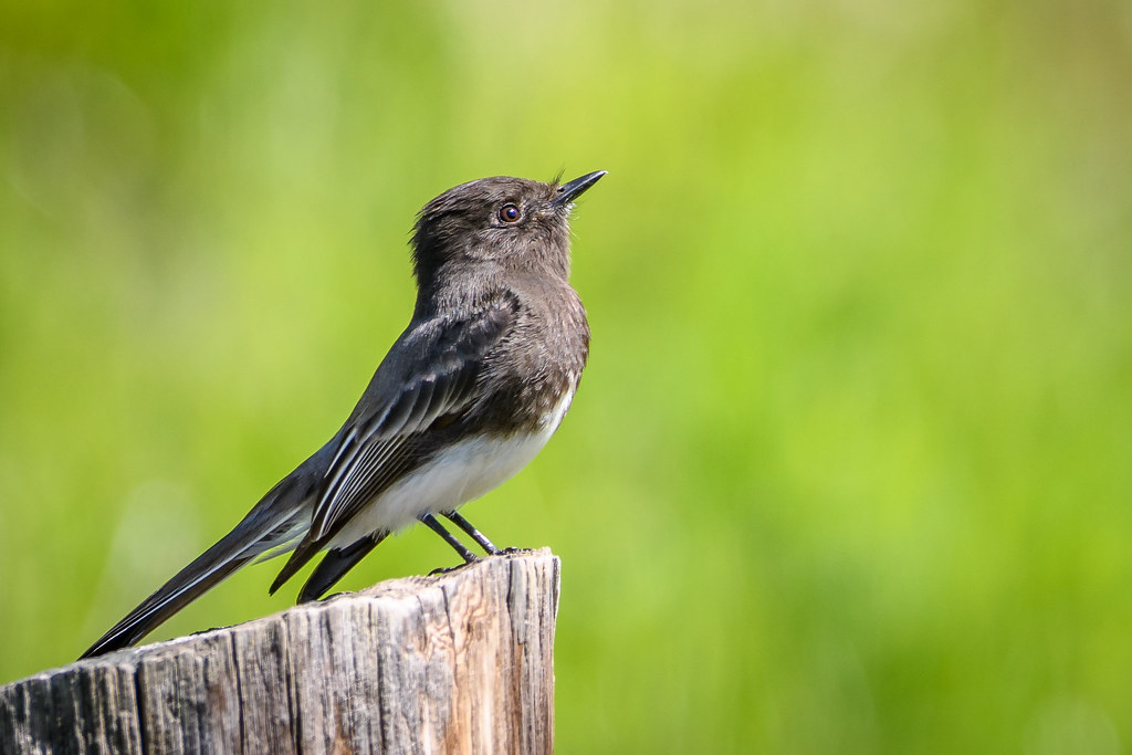 A small black and white bird perches at the edge of a wooden fence post. The bird's head is tilted upwards, and tiny stiff feathers are visible sticking out around its bill. 