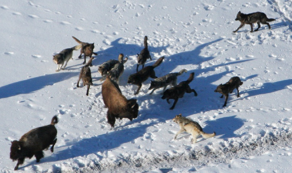 An aerial shot of a wolf pack surrounding a bison on snowy ground