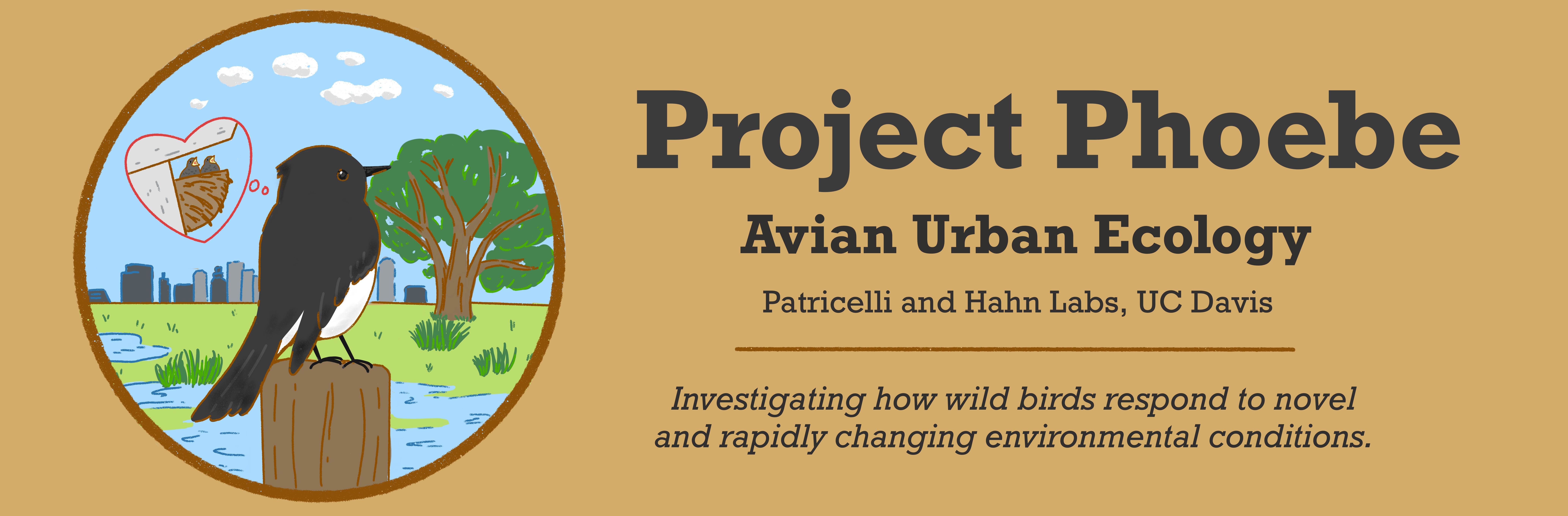A tan rectangle with a circular logo on the left and text on the right. The logo depicts a black phoebe perched on a post with a river and city skyline in the background. The text reads: "Project Phoebe; Avian Urban Ecology: Investigating how wild birds respond to novel and rapidly changing environments."