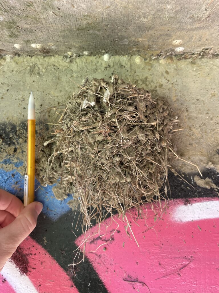 Globs of mud form a cup shape, which is plastered on painted concrete. The nest is about 2/3 the length of a mechanical pencil held up next to it. 