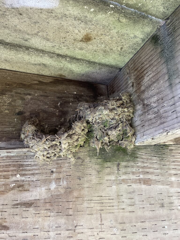 Globs of mud form two cup shapes on a wooden ledge. There is a plank to one side and a roof above. The nests have have some green patches. 