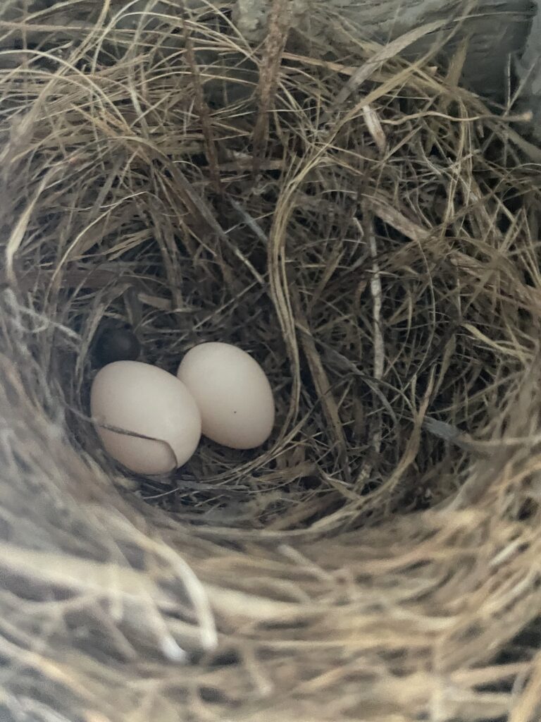 Two white, oval eggs site nestled in a bed of brown, woven grasses.