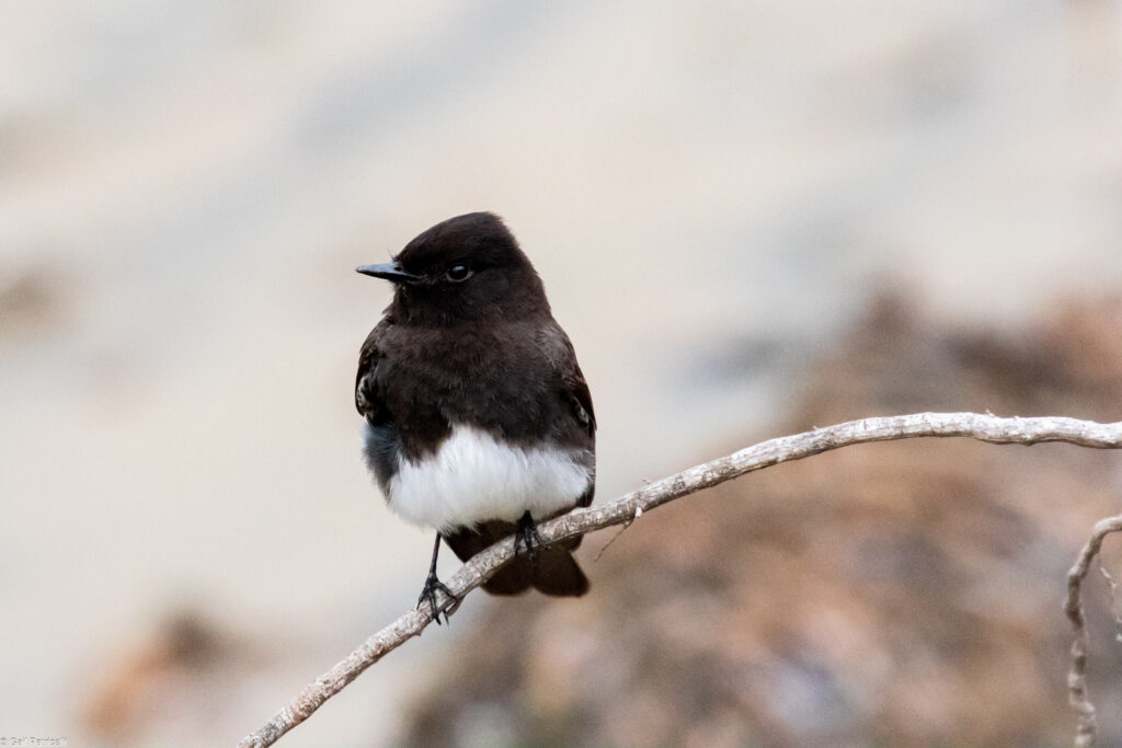 A small bird with a black head and back and a white belly perches on a branch.