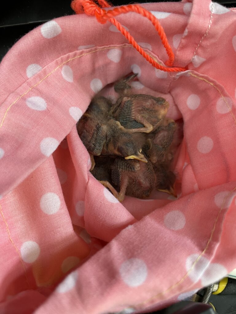 A group of five tiny, pink nestlings huddles together in a pink polka dot bag. 