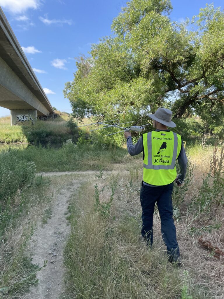 Jacob walks down a grassy path wearing a yellow Project Phoebe vest and holding a metal device in his hand. The device has a receiver box mounted at the base of an antenna. A concrete bridge can be seen to the left of Jacob, and there is a river in the direction he is walking. 