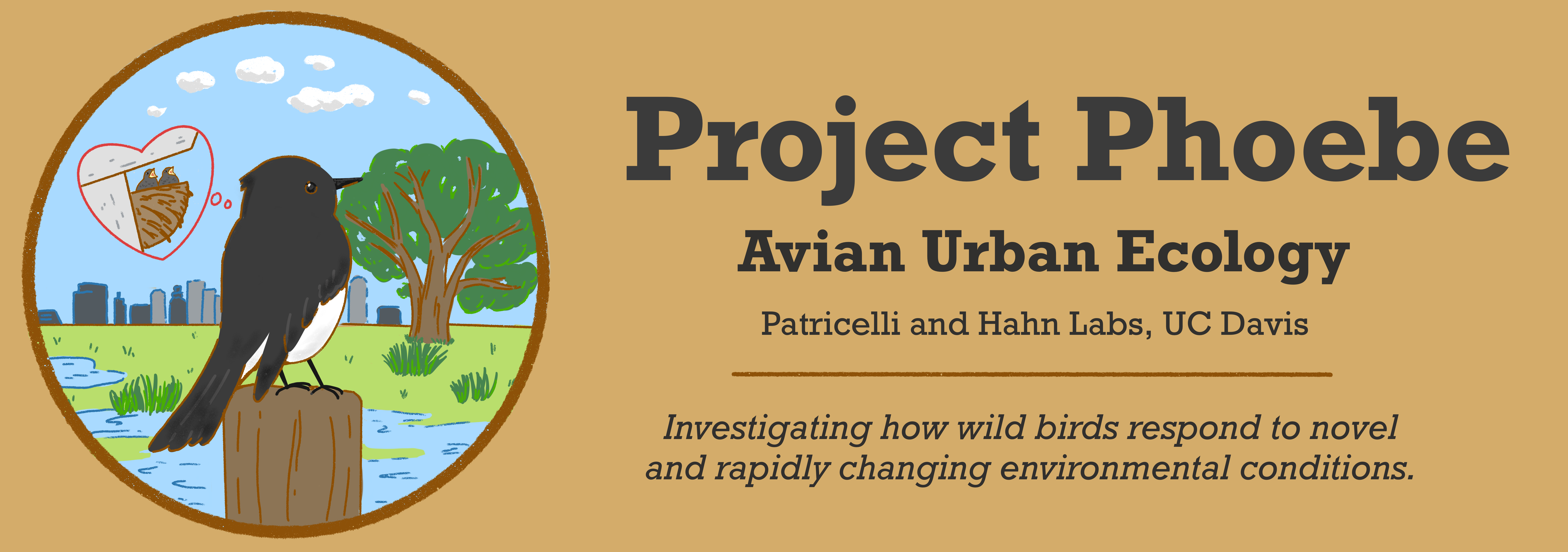A banner titled "Project Phoebe" The text below the title reads "Avian Urban Ecology. Patricelli and Hahn Labs, UC Davis. Investigating how wild birds respond to novel and rapidly changing environmental conditions." On the left side, there is a circular logo depicting a Black Phoebe perched on a post in the foreground, with a thought bubble showing a nest full of baby chicks. In the background is a river, an oak tree, and a city skyline.