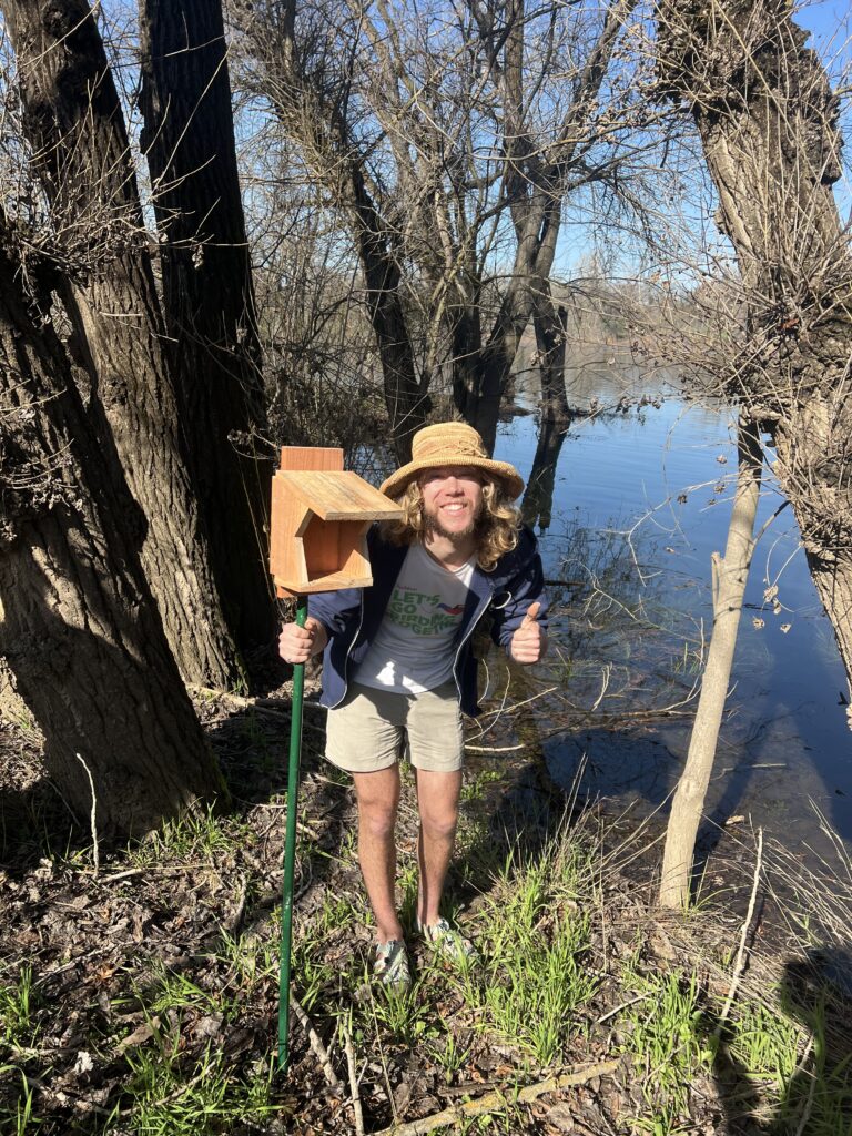 Ian stands next to a nest shelf that has just been installed. He is surrounded by willow trees and cottonwoods as well as the floodwater of the American River.