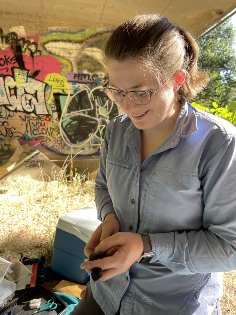 Sage holds a Black Phoebe nestling in her hands during nestling growth measurements, with some field equipment visible behind her. She kneels on some weedy grass, with a graffitied wall and some trees in the backdrop. 