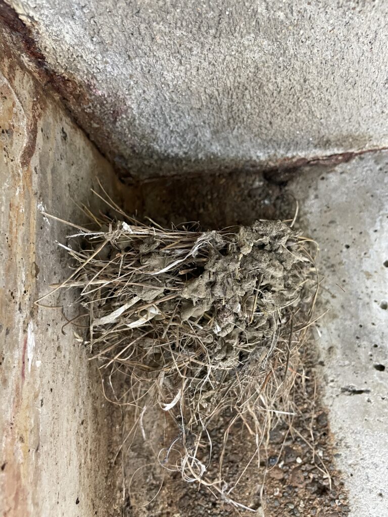 A Phoebe nest built on a concrete wall. The nest has similar height and width and has long strands of grass hanging from the mud.