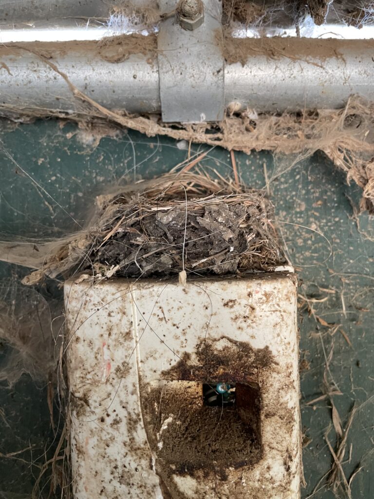 A Phoebe nest built on top of an insect sprayer box. The nest is quite short compared to the others pictured.