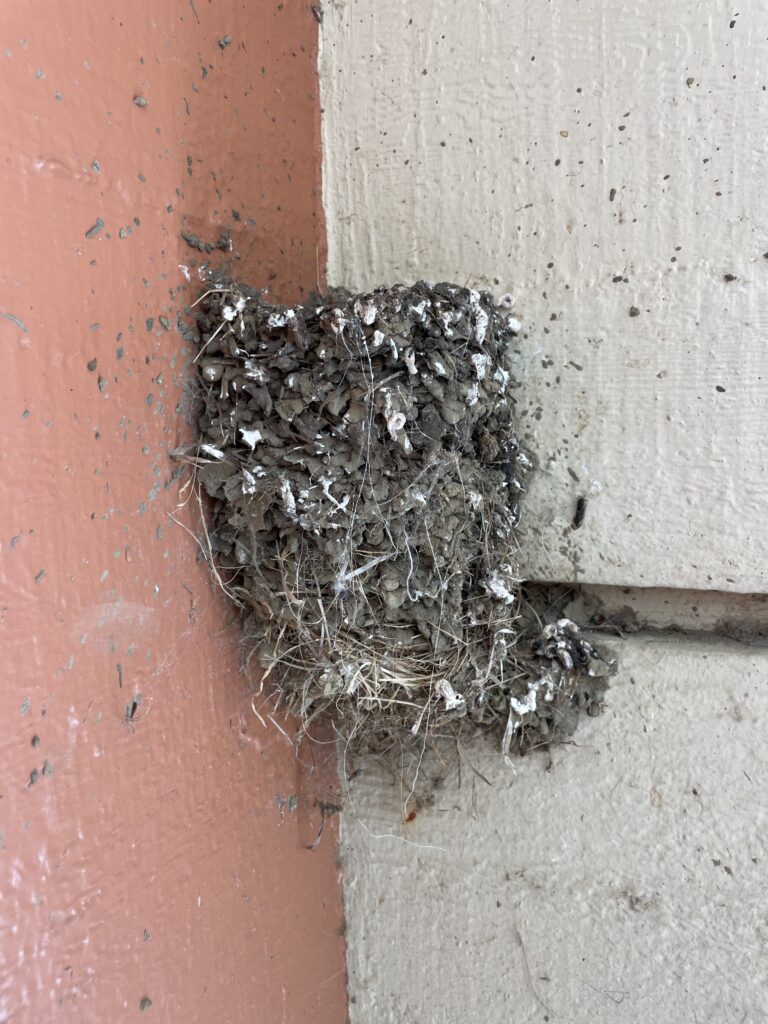 A Phoebe nest build at the corner of two panted walls. The nest is darker in color and much taller than the other nests pictured. 