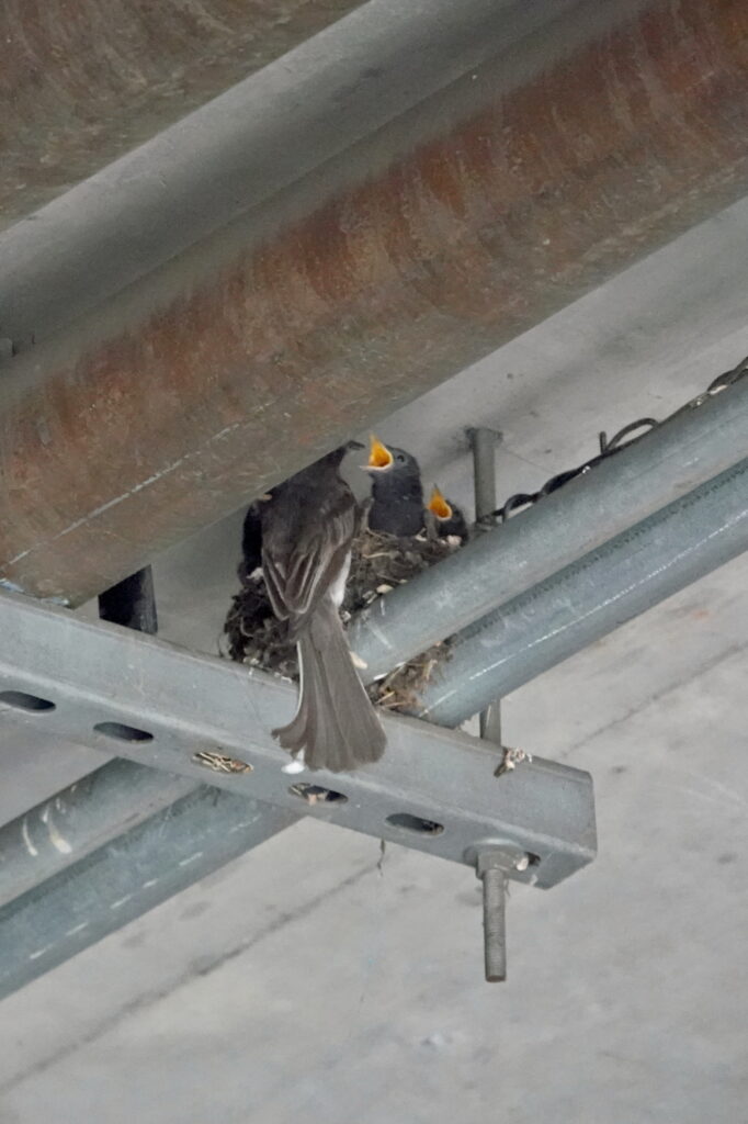 An adult Phoebe clings to the side of a nest placed on top of metal pipes and wires. Several nestlings inside the nest open their mouths wide for food.
