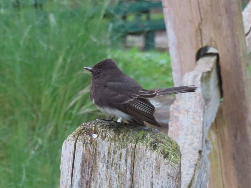 A black and white bird perches on a fence post. There are tiny white and silver bands on her legs, right above her feet.
